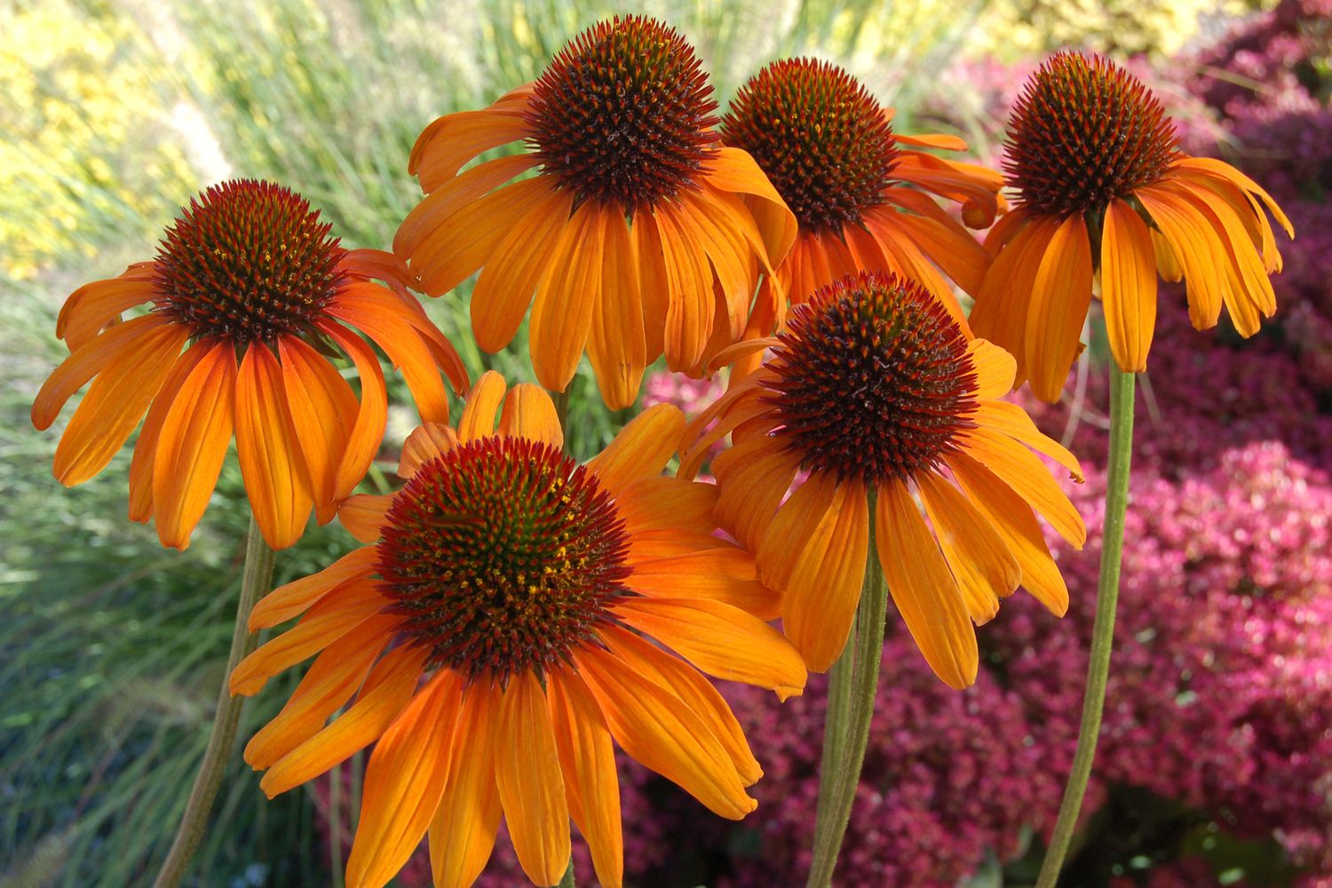 Echinacea: Tiki Torch (Coneflower)