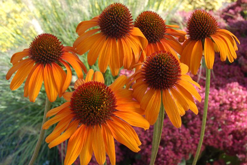 Echinacea: Tiki Torch (Coneflower) Echinacea: Tiki Torch (Coneflower)