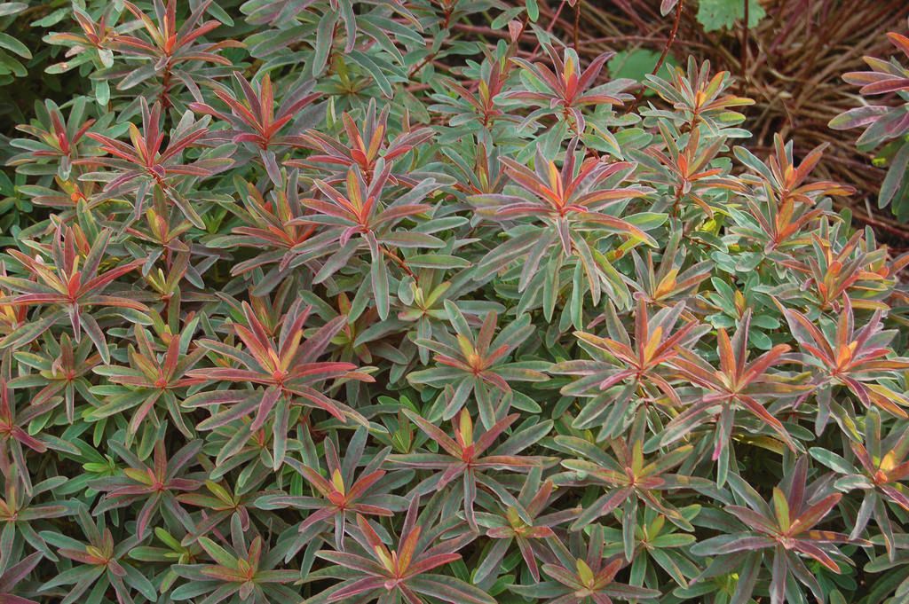 Euphorbia: Bonfire (Cushion Spurge)