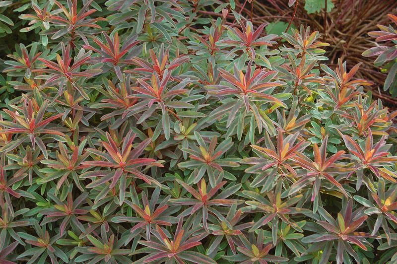 Euphorbia: Bonfire (Cushion Spurge) Euphorbia: Bonfire (Cushion Spurge)