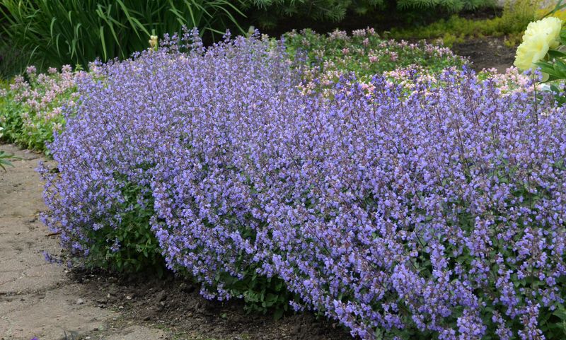 Catmint: Purrsian Blue