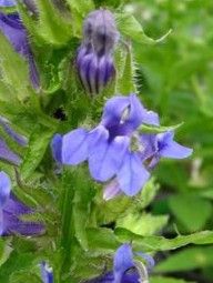 Lobelia: Giant Blue (Cardinal Flower) Lobelia: Giant Blue (Cardinal Flower)