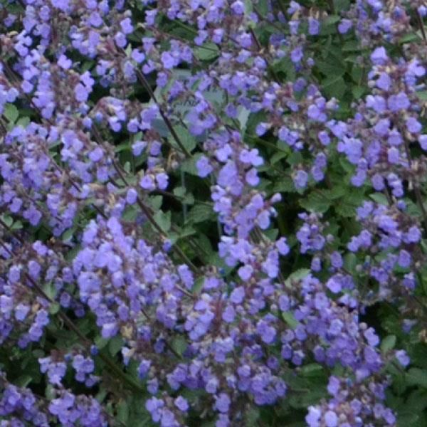 Catmint: Purrsian blue Catmint: Purrsian blue