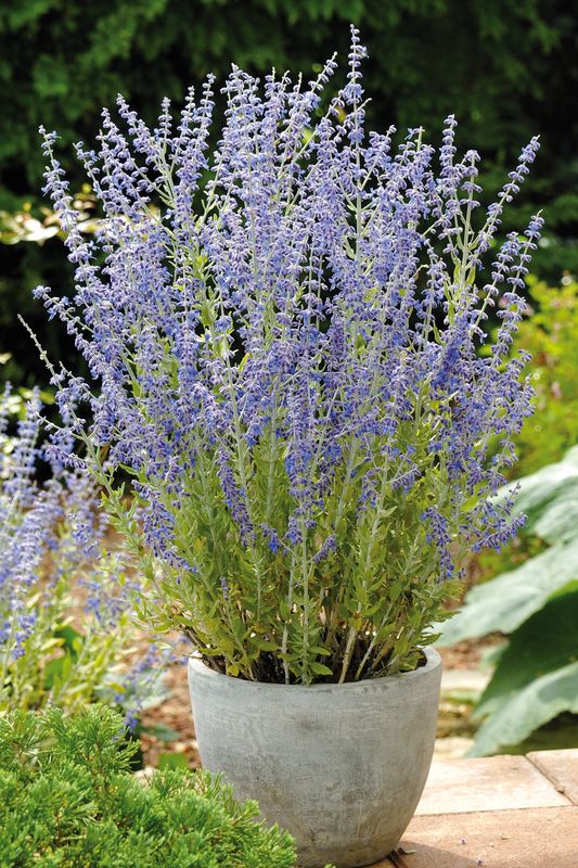 Perovskia: Little Spire (Russian Sage)