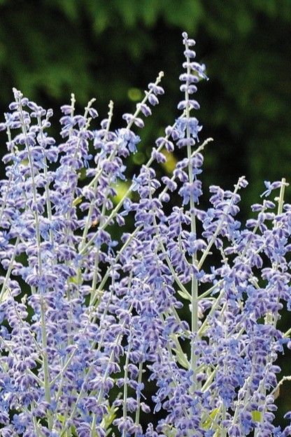 Perovskia: Little Spire (Russian Sage)