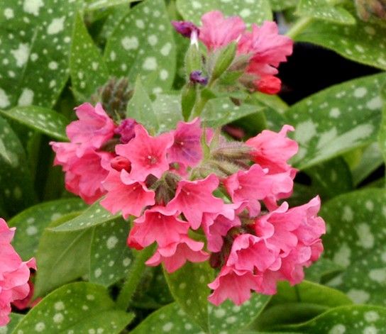 Pulmonaria: Shrimps on the Barbie Pulmonaria: Shrimps on the Barbie