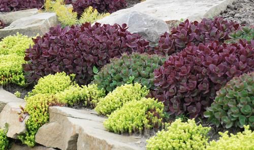 Sedum - Sunsparkler: Firecracker