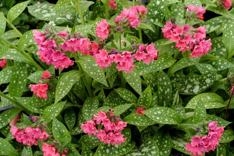 Pulmonaria: Shrimps on the Barbie