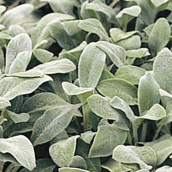 Stachys: Helen Von Stein (Lambs Ear)