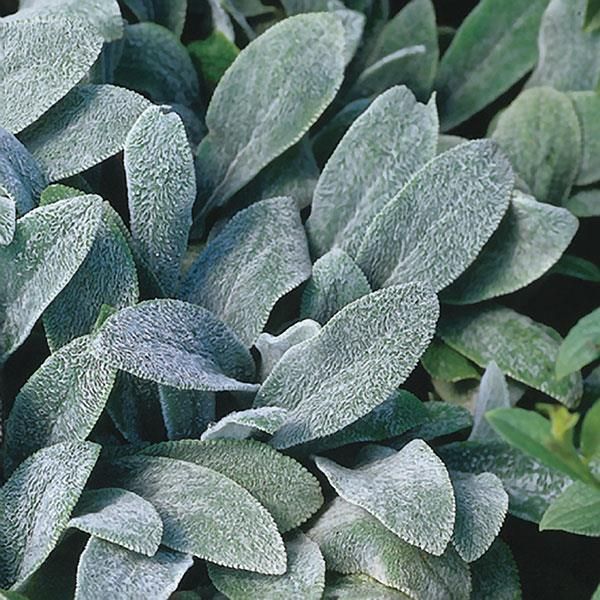 Stachys: Silver Carpet (Lambs Ear) Stachys: Silver Carpet (Lambs Ear)