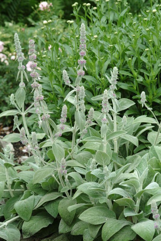 Stachys: Silver Carpet (Lambs Ear)