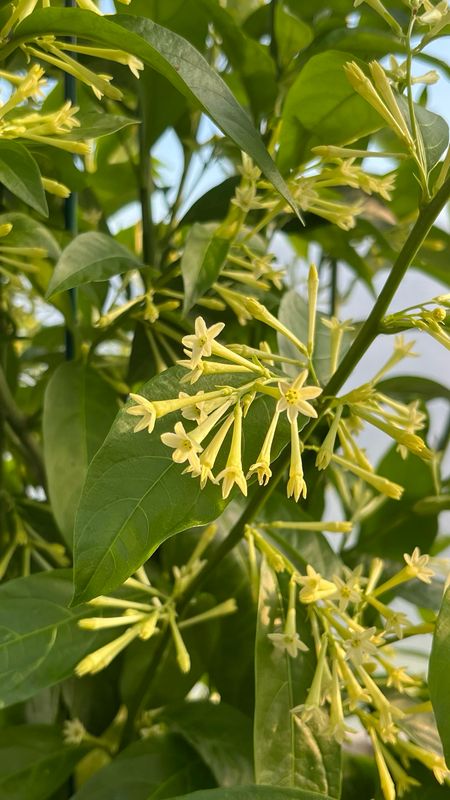 Cestrum Nocturnum (Night-Blooming Jasmine) Cestrum Nocturnum (Night-Blooming Jasmine)