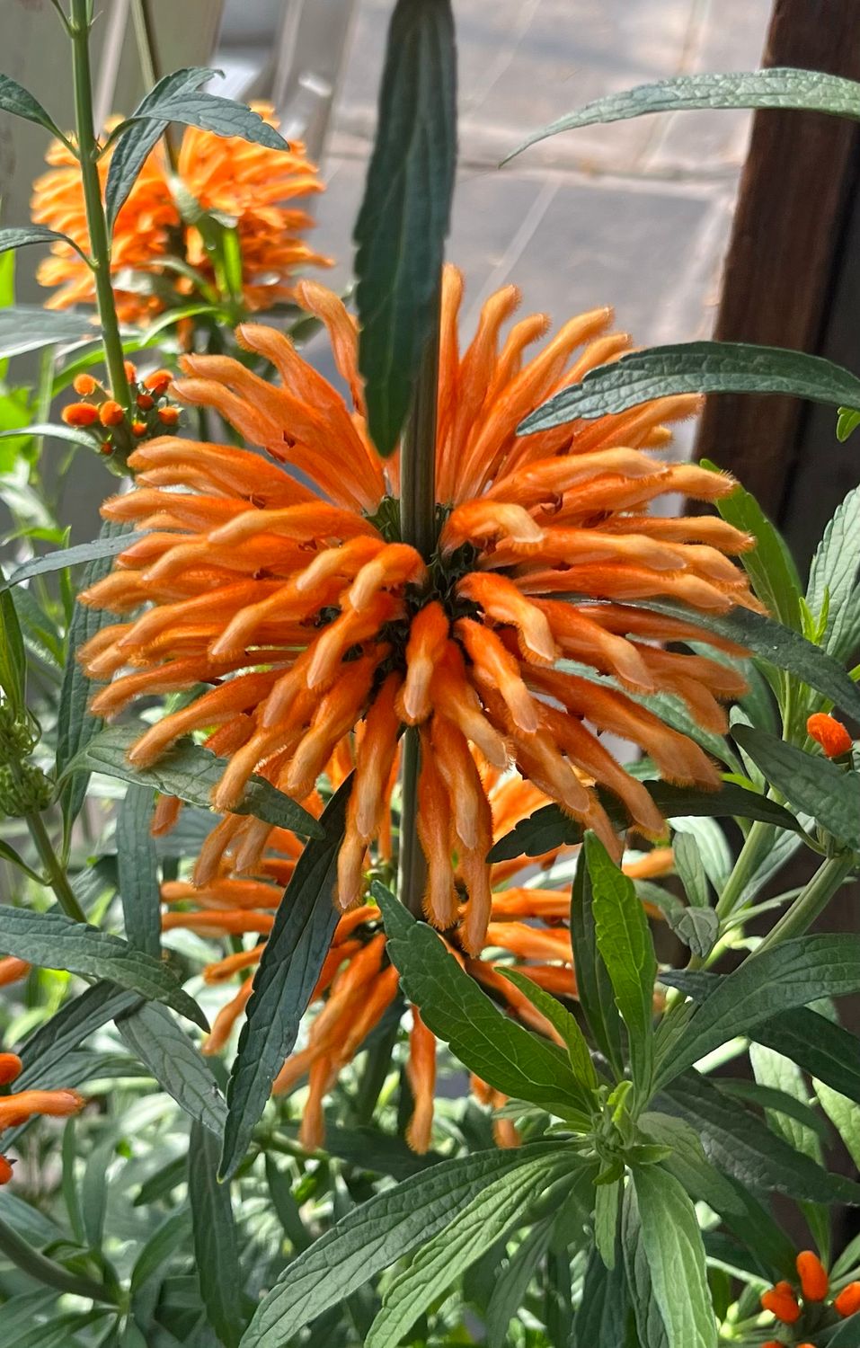 Leonotis Leonurus (Lion's Tail)
