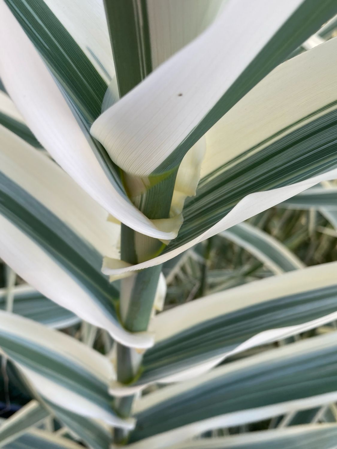 Variegated Reed Grass (Arundo Donax) Variegated Reed Grass (Arundo Donax)