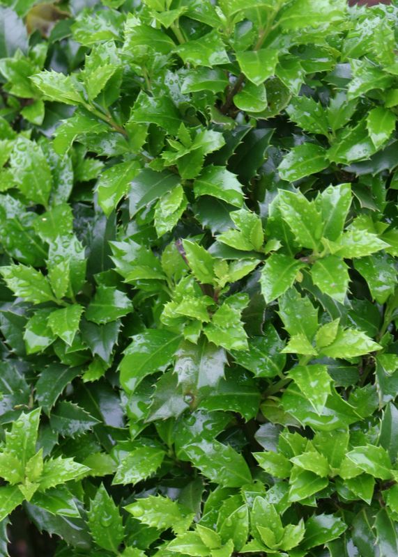 Holly: Berri Magic Holly: Berri Magic