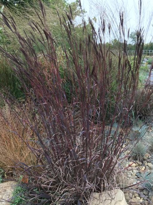 Andropogon Grass: Blackhawks (Big Bluestem)