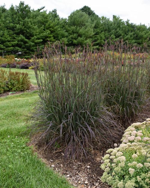 Andropogon Grass: Blackhawks (Big Bluestem)