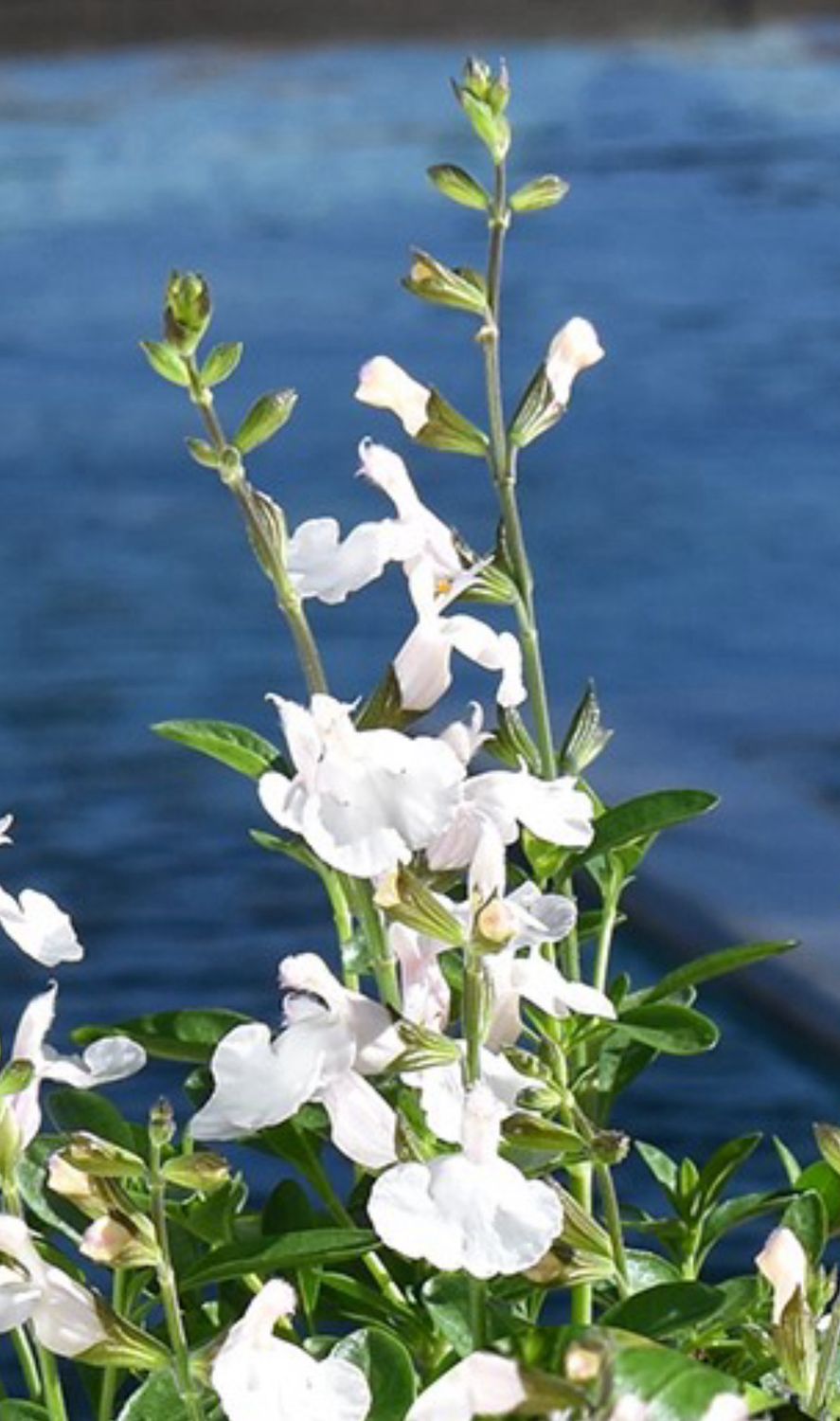 Salvia - Tanami: White