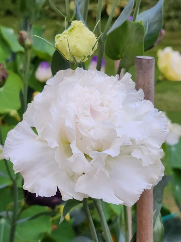 Lisianthus - Voyage 2: First Love Lisianthus - Voyage 2: First Love