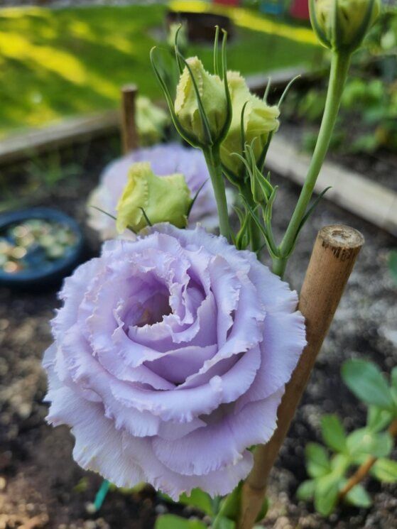 Lisianthus - Voyage 2: Lavender Lisianthus - Voyage 2: Lavender