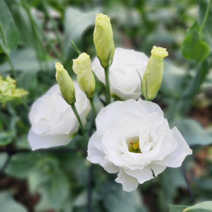 Lisianthus - Mariachi: Pure White Lisianthus - Mariachi: Pure White