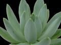 Echeveria: Hookeri
