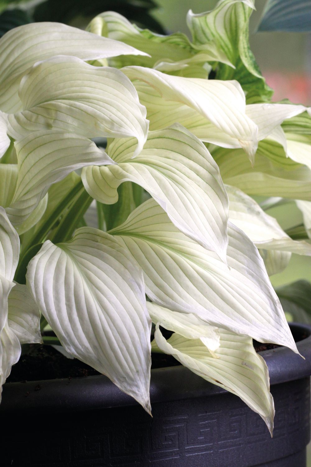 Hosta: White Feather