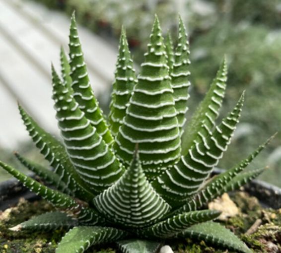 Haworthia: Fasciata