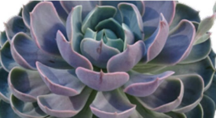 Echevaria: Lotus (Spoons)