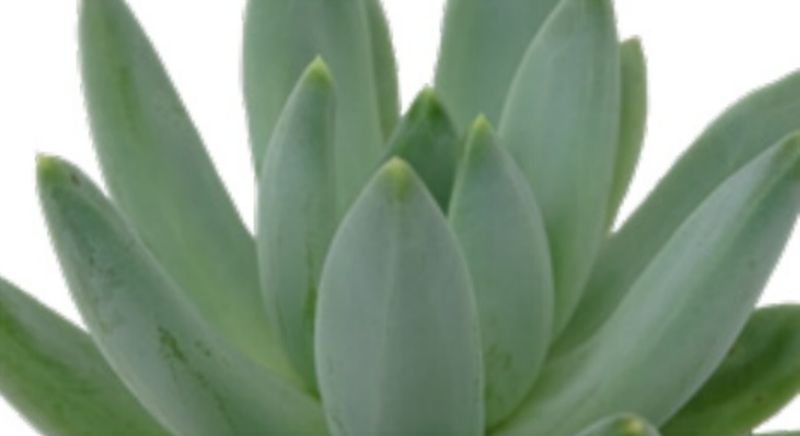 Echeveria: Hookeri Echeveria: Hookeri