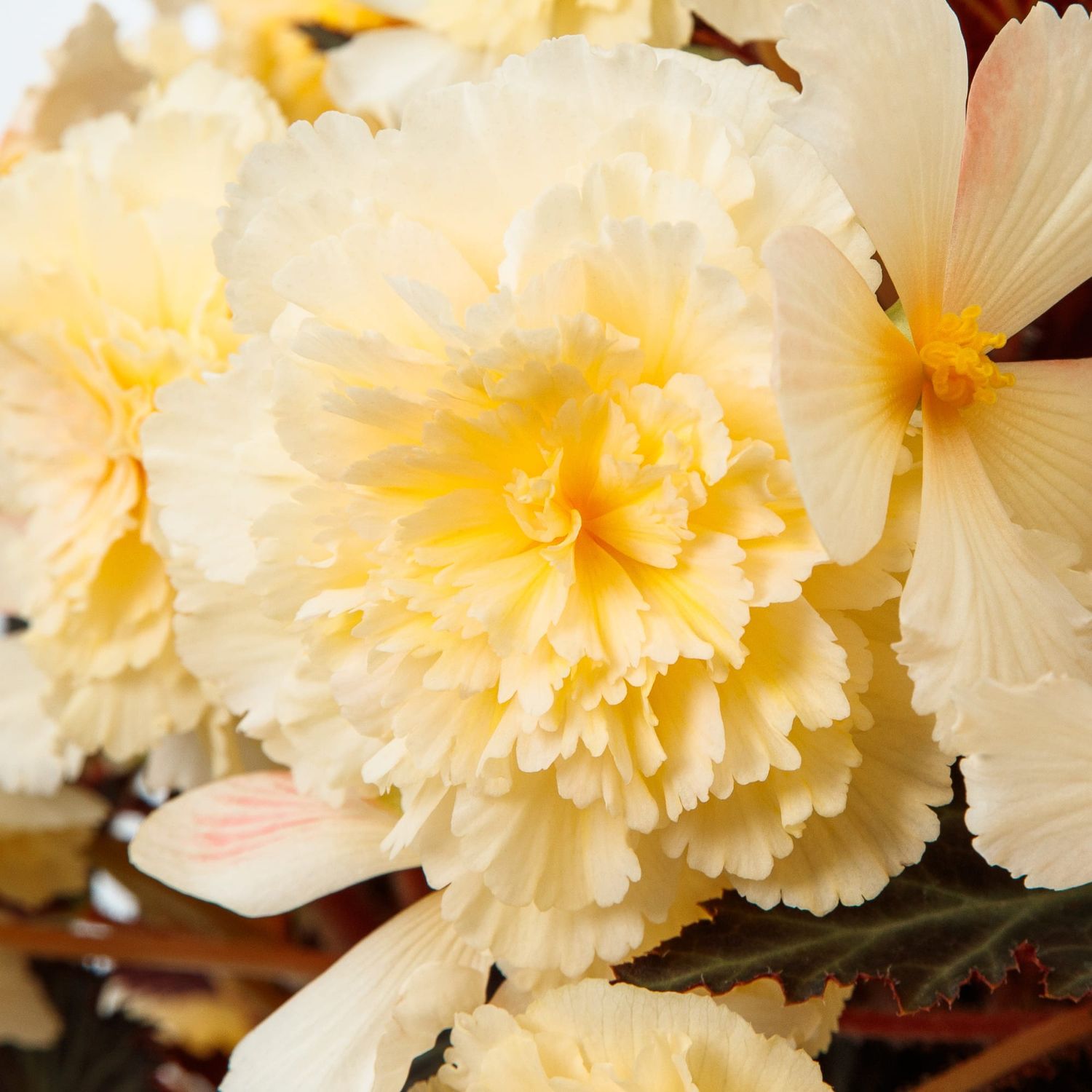 Begonia - iCandy: Vanilla Cream