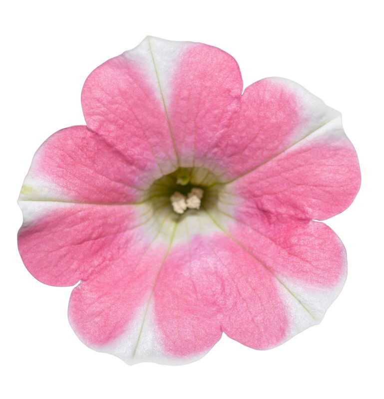 Petunia - Surfinia: Heartbeat Improved Petunia - Surfinia: Heartbeat Improved