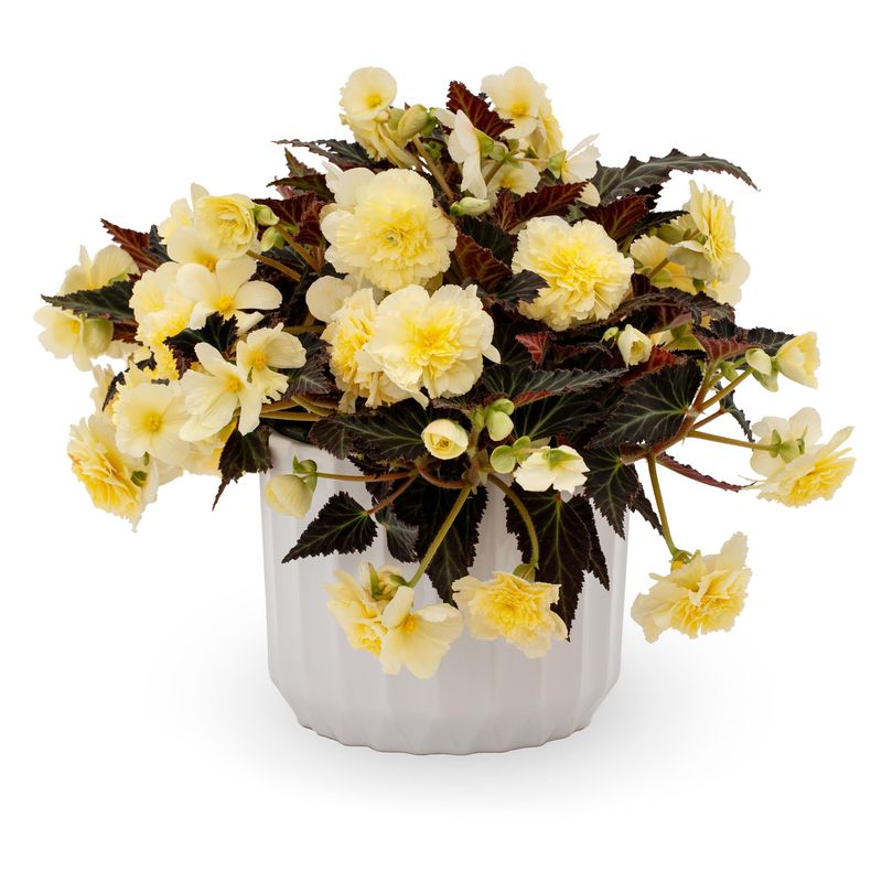 Begonia - iCandy: Vanilla Cream
