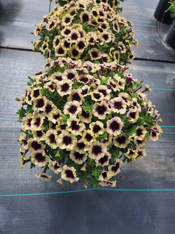 Petunia - Surfinia: Heavenly Blackberries and Cream