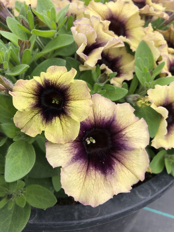 Petunia - Surfinia: Heartbeat Improved Petunia - Surfinia: Heartbeat Improved