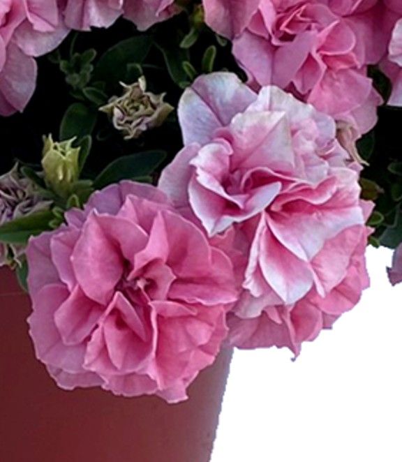 Petunia - Veranda: Double Victoria