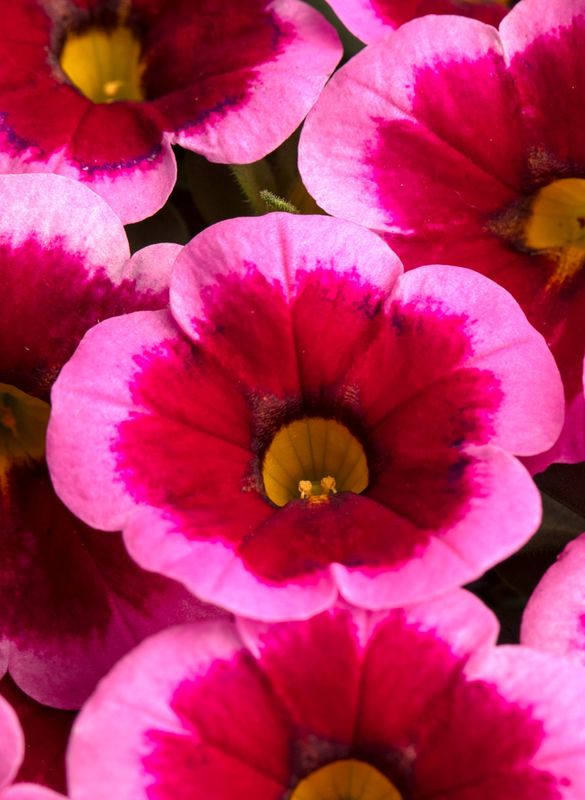 Calibrachoa - Caliloco: Frankenberry Calibrachoa - Caliloco: Frankenberry