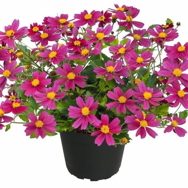 Bidens: Bee Pink Buzz