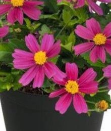 Bidens: Bee Pink Buzz Bidens: Bee Pink Buzz