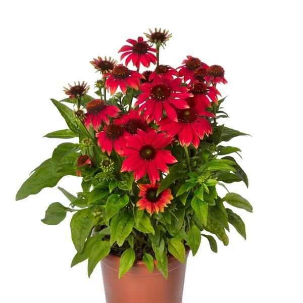 Echinacea - Prairie Blaze: Orange Sunset (Coneflower)
