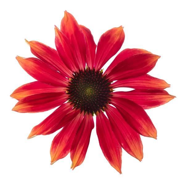 Echinacea - Prairie Blaze: Orange Sunset (Coneflower) Echinacea - Prairie Blaze: Orange Sunset (Coneflower)