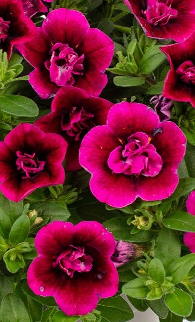 Calibrachoa - Celebration: Double Smokin Berry