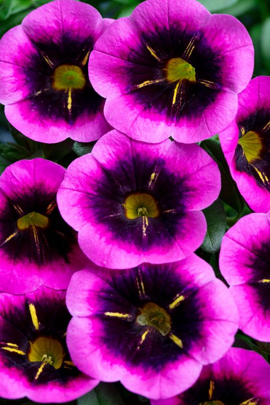 Calibrachoa - Eyecatcher: Fuchsia
