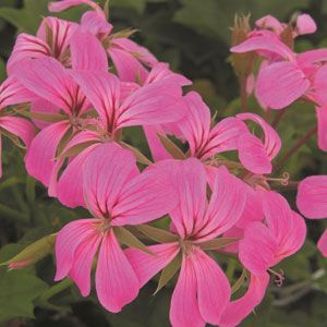 Ivy Geranium - Mini Cascade: Lavender Ivy Geranium - Mini Cascade: Lavender