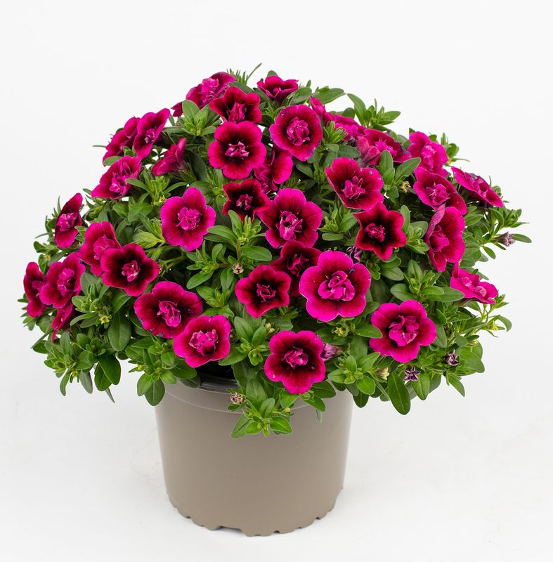 Calibrachoa - Celebration: Double Smokin Berry