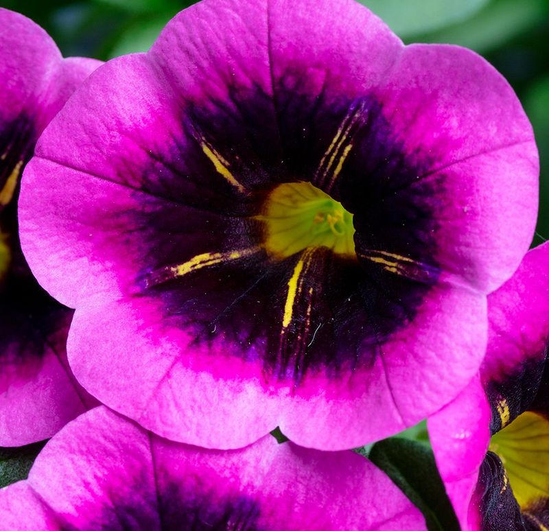 Calibrachoa - Eyecatcher: Fuchsia Calibrachoa - Eyecatcher: Fuchsia