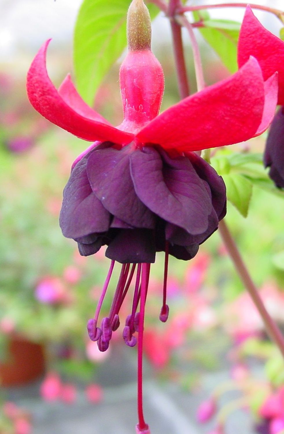 Fuchsia: Dark Eyes Fuchsia: Dark Eyes