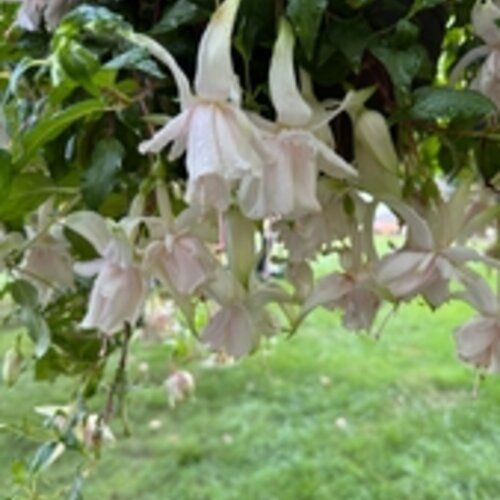 Fuchsia: Pink Marshmallow