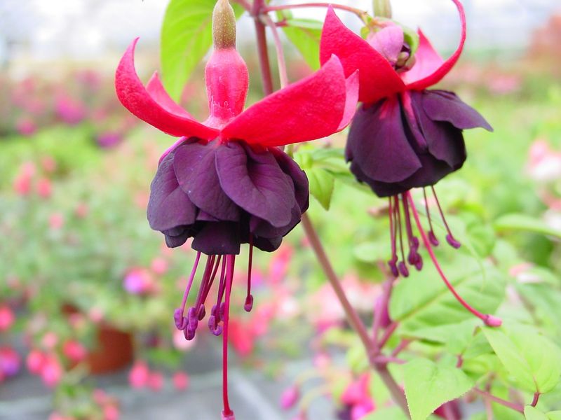 Fuchsia: Dark Eyes