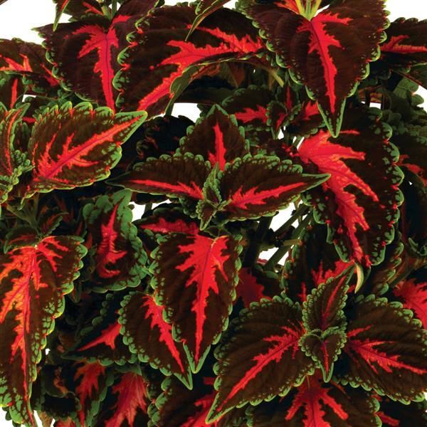 Coleus - Main Street: Franklin Street Coleus - Main Street: Franklin Street